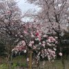 4 月3日（日）、本土寺の境内、お庭は、桜が満開です！